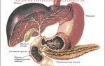 Причины и развитие уплотнений в поджелудочной железе