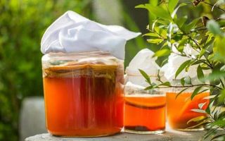 Можно ли пить настой чайного гриба при панкреатите