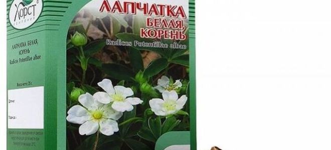 Применение Лапчатки белой при лечении заболеваний щитовидной железы