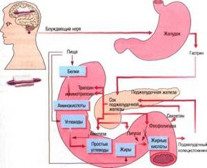 Развитие панкреатита на нервной почве