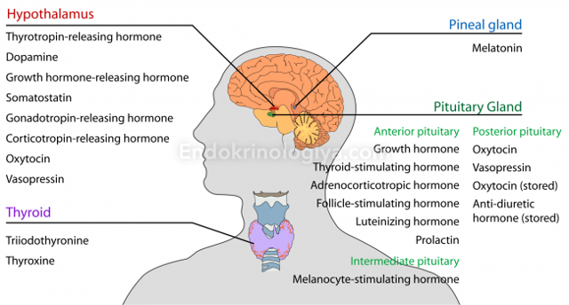 Какие гормоны относятся к гонадотропным и за что они отвечают?
