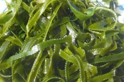 Употребление морской капусты (ламинарии) при панкреатите