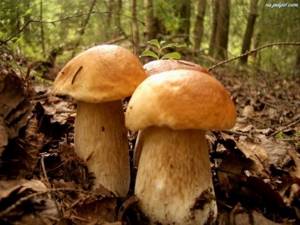 Употребление грибов при панкреатической болезни