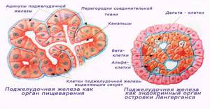 Виды гормонов поджелудочной железы и их роль в организме человека