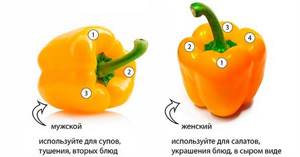 Можно ли болгарский перец при панкреатите