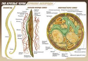 Многообразие паразитов в поджелудочной железе
