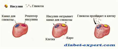 Высокий и низкий инсулин в крови: причины, симптомы, диагностика, последствия