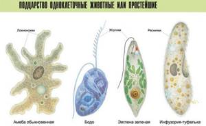Многообразие паразитов в поджелудочной железе