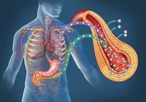 Какой орган вырабатывает инсулин? Функции поджелудочной железы, причины нарушения работы органа