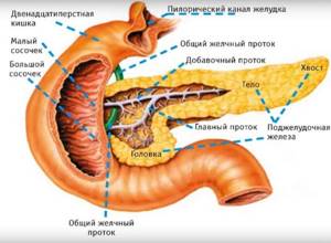 Анатомия и патологии хвоста поджелудочной железы