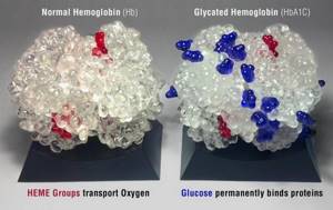 Гликированный гемоглобин как сдать анализ и о чем расскажут результаты