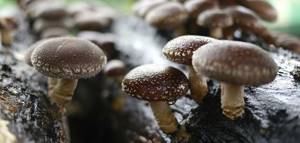Разрешенные рецепты с грибами для диабетиков