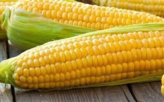 Использование кукурузы и ее продуктов при панкреатите