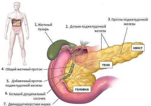Анатомия и патологии головки поджелудочной железы