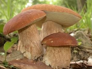 Употребление грибов при панкреатической болезни