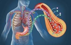Виды гормонов поджелудочной железы и их роль в организме человека