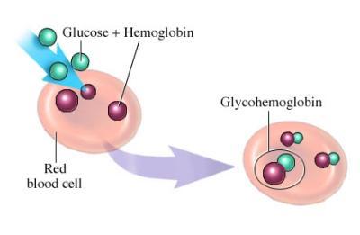 Гликированный гемоглобин как сдать анализ и о чем расскажут результаты