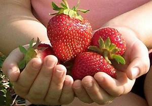 Клубника и земляника разрешенная ягода для диабетиков