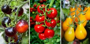 Помидоры и рецепты с томатами для диабетиков