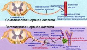 Нейропатия и полинейропатия нижних конечностей при диабете
