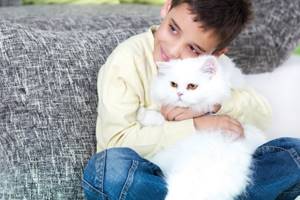 Сахарный диабет у кошки симптомы, признаки и лечение