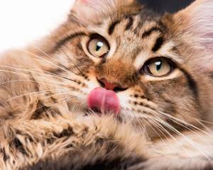 Сахарный диабет у кошки симптомы, признаки и лечение