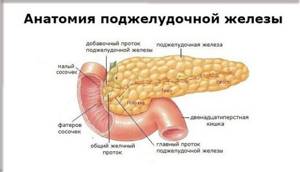 Уровень альфа-амилазы в крови при панкреатите и ее роль в человеческом организме