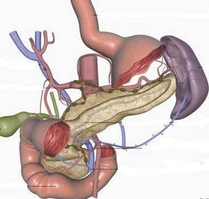 Особенности анатомии: где находится у человека поджелудочная железа?